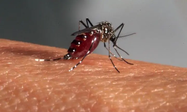 📢 Braço do Norte investiga morte com suspeita de dengue