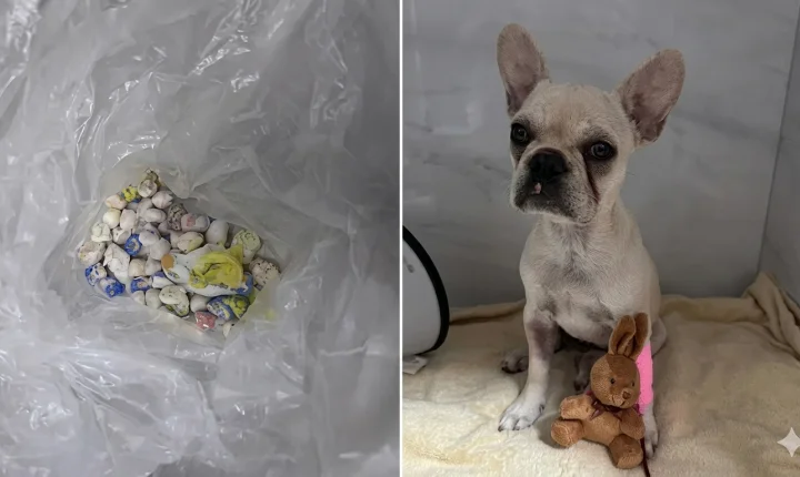 🚨 Buldogue francês ingere 55 pedras de crack e tutora é presa