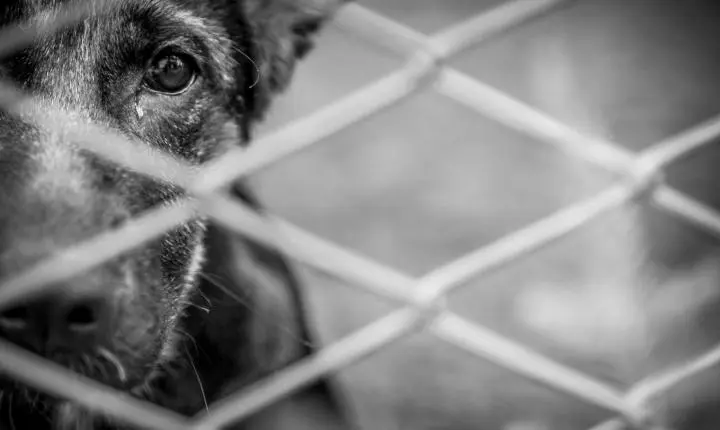 🐾 Cadela morre envenenada e deixa oito filhotes na comunidade de Açucena, em Braço do Norte