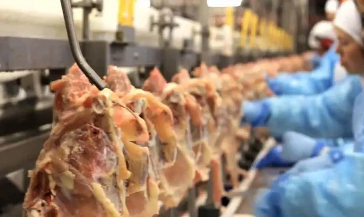 🥩 Cooperativas agropecuárias respondem por mais de um quarto de todas as exportações de Santa Catarina