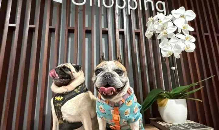 📰 Encontro de Pugs e Buldogues promove lazer e corrida com prêmios no Nações Shopping neste sábado