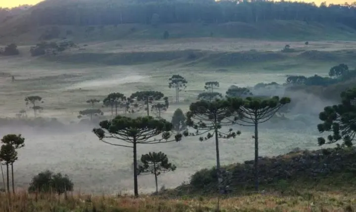 Frio congelante: Bom Jardim da Serra registra -5,7°C e ao menos 19 municípios de SC amanhecem abaixo de zero