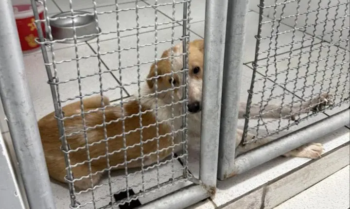 ⚖️ Justiça determina urgência em serviços do Centro de Bem-Estar Animal de São Francisco do Sul