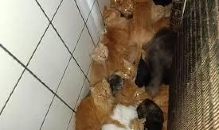 🐈 MPSC pede força policial para resgatar 400 gatos trancados em apartamento em SC