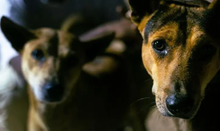 Município de Tubarão é condenado a indenizar idoso atacado por cães mantidos em posto de saúde
