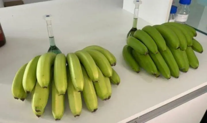 🌟 Nova variedade de banana descoberta em SC ganha registro oficial