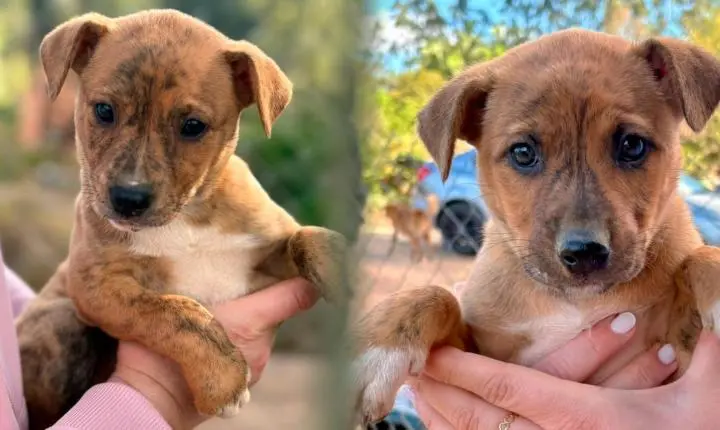 Prefeitura de São Ludgero promove feira de adoção de cães durante o Desfile Cívico neste domingo