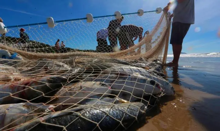 Safra da tainha se encerra em Santa Catarina com mais de 1,3 mil toneladas capturadas