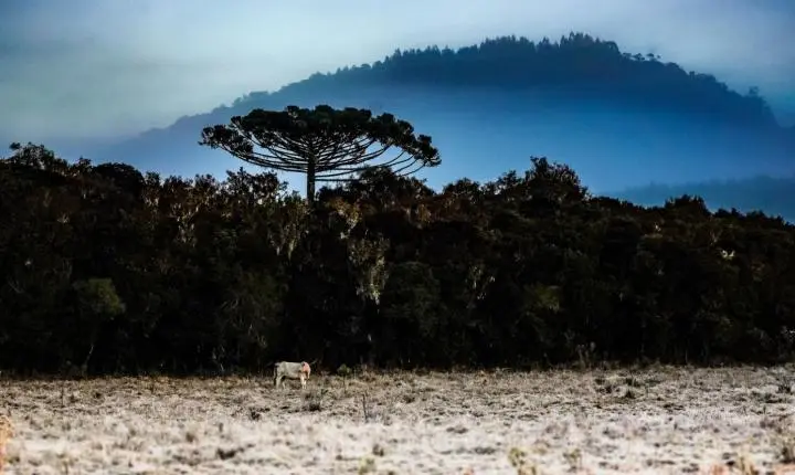 📢 Urupema registra -5,2°C em madrugada de frio extremo em Santa Catarina
